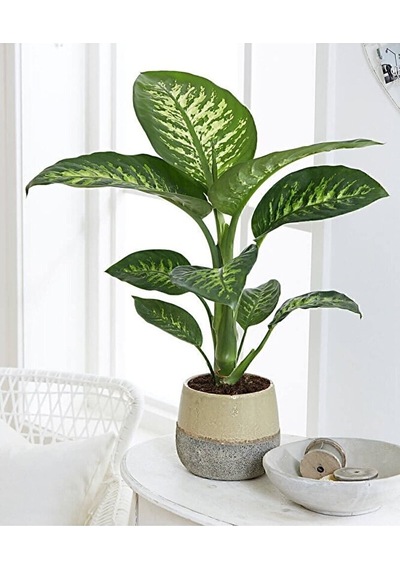 Thebestonline Dieffenbachia - Difenbahya Tropic Snow 40-50 Cm Boy