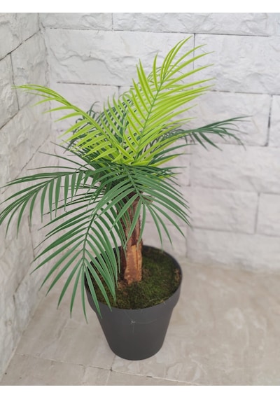Tek Gövde Lüks Palmiye Sıkas Ağacı Kabuklu 80 Cm