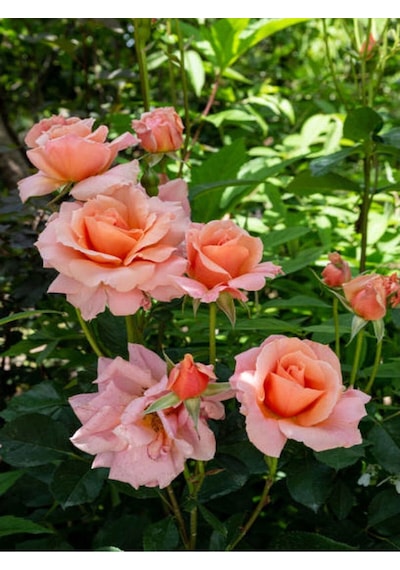 Yediveren Somon Rengi Kokulu 50 80 Cm Saksılı Aşılı Gül User Salmon Pink Rose