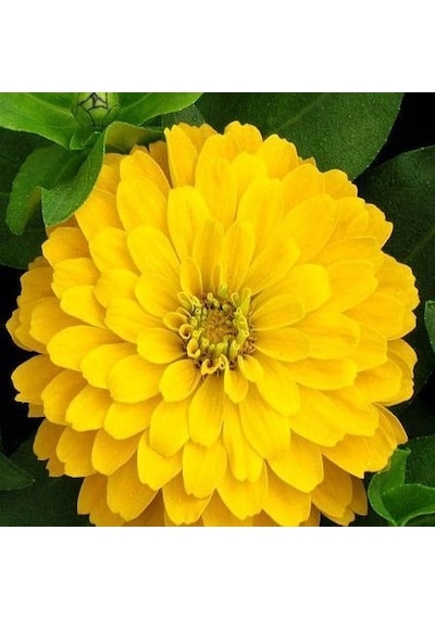 Zinnia Kirli Hanım Çiçeği Çiçek Tohumu 1 Paket 30 Adet