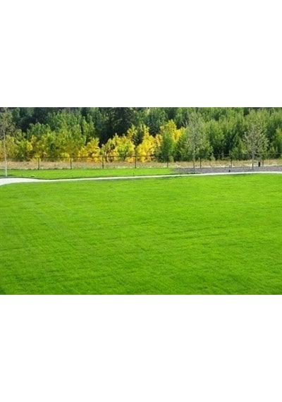 Green King Çim Tohumu 7' li Karışım İthal 10 KG