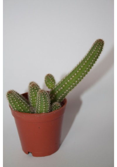 Yılan Kaktüs - Chamaecereus Silvestrii Tekli 5.5 Cm Saksıda