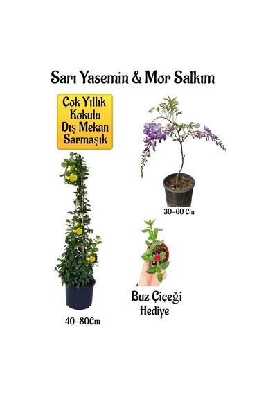 Sarı Yasemin Çiçeği+mor Salkım Ağacı Fidanı+ Buz Çiçeği Peyzaj Seti