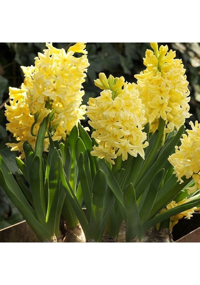 Yellow Stone Sarı Sümbül Hyacinthus Soğanı 3 Adet