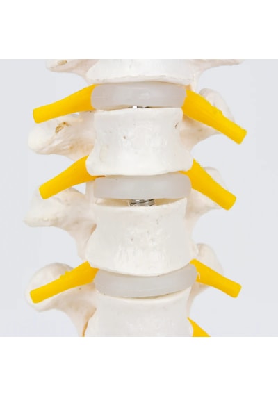 Spinal Sinirli, Gerçek Boyutlu Torakal Omurga Modeli - Omurga Maketi 01