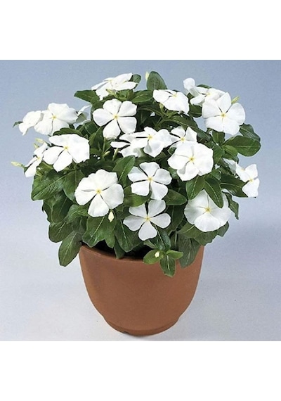 Vinca Rosea Pure White Rozet Çiçeği Tohumu 20 Tohum