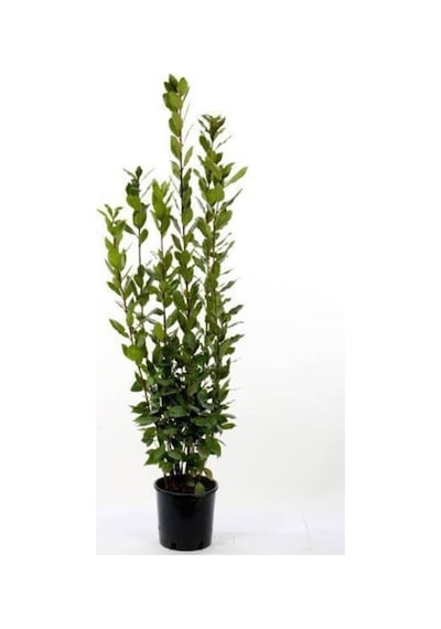 Saksıda Laurus Nobilis Defne Fidanı 20-30 Cm