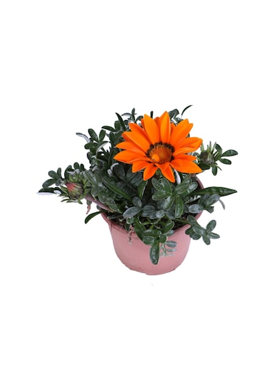 Gazanya Çiçeği Koyun Gözü Saksı'da Gazania