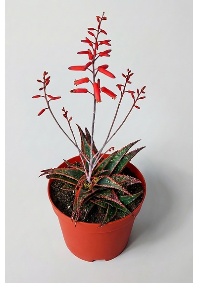 Aloe Christmas Carol Sukulent Renkli Yapraklı Koleksiyon Aloe