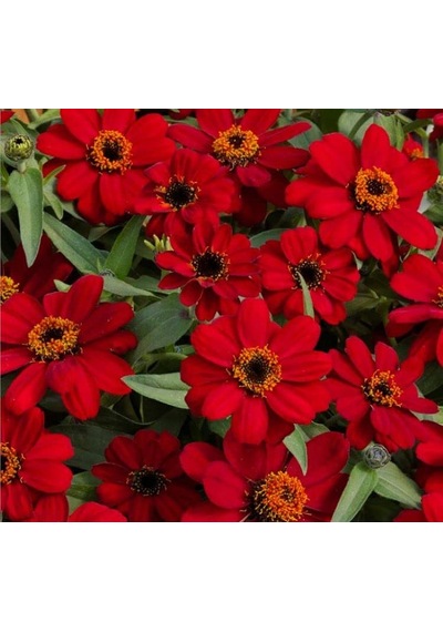 Zinnia Çiçeği Tohumu Mini Çiçekli, Kirli Hanım Kırmızı Renkli - 5 Tohum