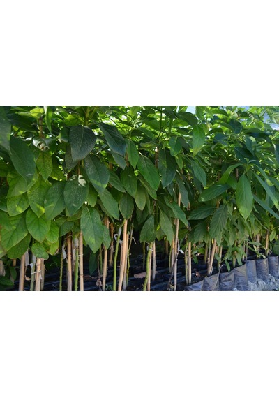 Aşılı Tüplü Fuerte Avokado 2 Yaş Boy 60-90 Cm