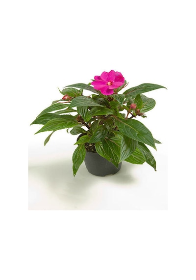 Serada Decor Plant - Fuşya + Ebruli + Pembe + Kırmızı Yeni Gine Cam Güzeli Çiçeği 3 Adet Balkon Bitkisi 10 - 15 CM