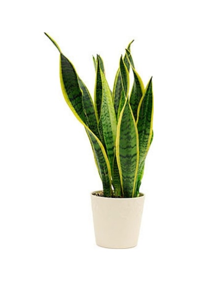 Paşa Kılıcı Peygamber Kılıcı Sansevieria