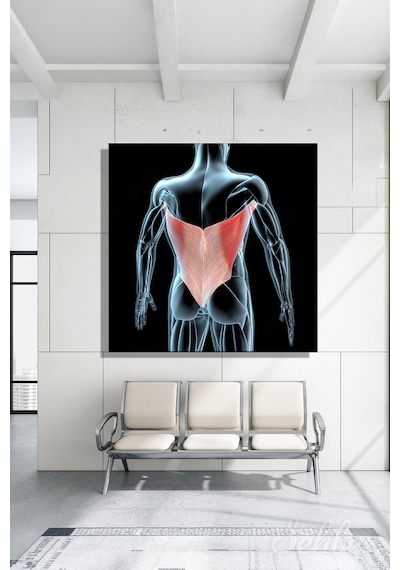 Latissimus Dorsi Kanat Kası Kaslarının 3d Tıbbi İllüstrasyonu Yatay Kanvas Tablo 3512