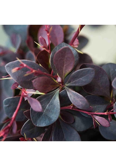 Berberis Fidanı Kadın Hanı Tuzluğu Berberis Thunbergi Attro