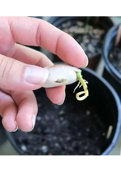 Jack Meyvesi Tohumu Jack Fruıt
