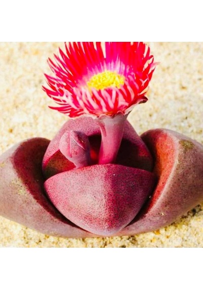 10 Adet Pleiospilos 'royal Flush' Succulent Tohumu