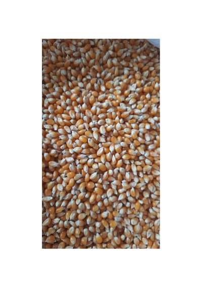 Patlak Misir 1kg