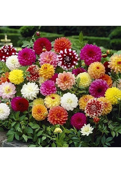 Mutlu Paket Karışık Renkli Bodur Mignon Dahlia Çiçeği Tohumu 80 Tohum