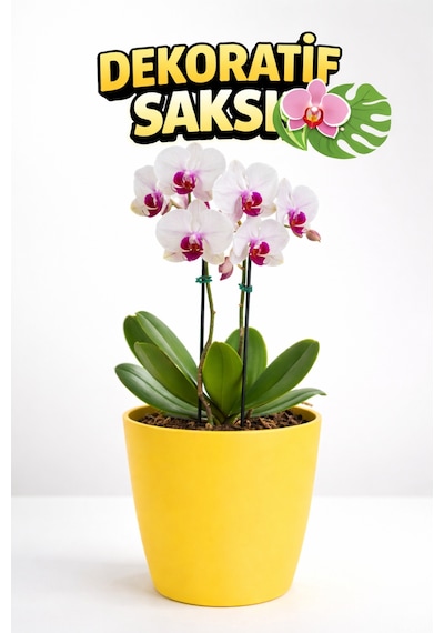 Orkide Saksısı Sarı Dekoratif Dış Saksı 1 Adet- 12 Pot Şeffaf Orkide Üretim Saksısı Hediyeli