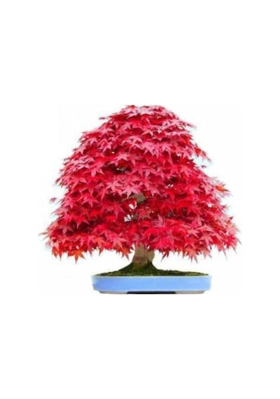 Bodur Bonsai Acer Rubrum Ağacı Tohumu Ekim Seti + Saksı + Toprak
