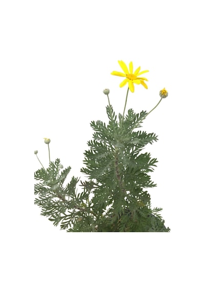 Videolu Sarı Papatya/çalı Papatyası 30-45 Cm Saksılı/tüplü Dış Mekan Sarmaşık Bitkileri Yellow Daisy