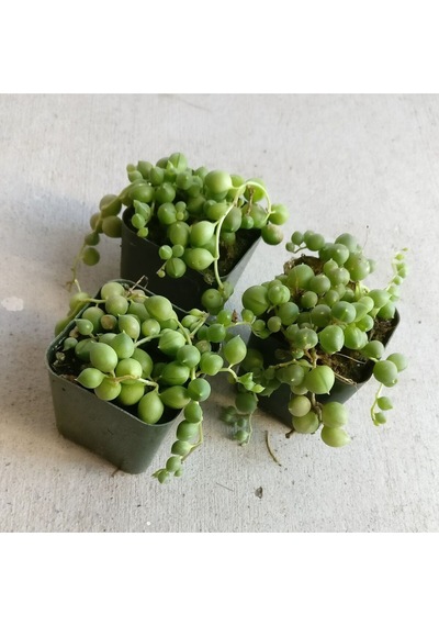 3 Adet İnci Tanesi Senecio Rowleyanus Tespih Çiçeği 5,5 Cm Sukulent Saksısında