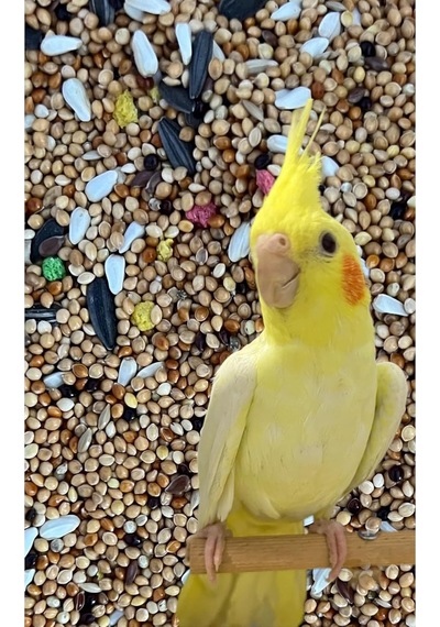 Sultan Papağanı Pareket Yemi 1 Kg