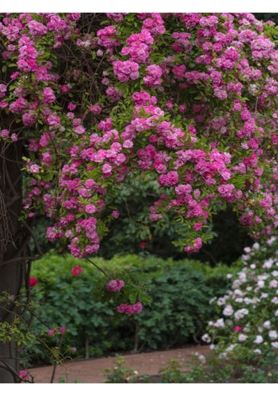 Pembe Mis Kokulu 1 Adet Sarmaşık Gül Fidanı Saksılı 100-150 Cm Pink Climbing Rose