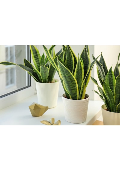 Paşa Kılıcı - Peygamber Kılıcı Sansaveria Trifasciata 20-30 Cm 2 Adet