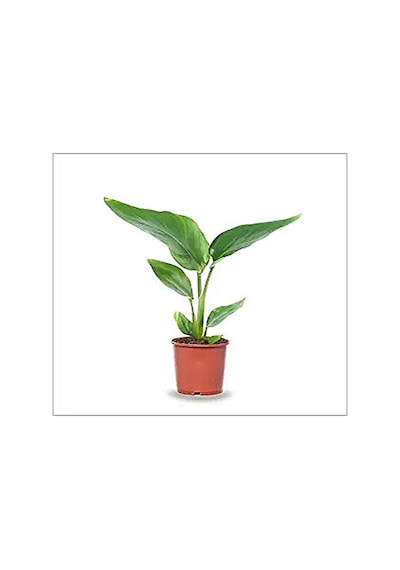 Serada Decor Plant Mini Saksıda Starliçe Cennet Kuşu Çiçeği 15-25 Cm
