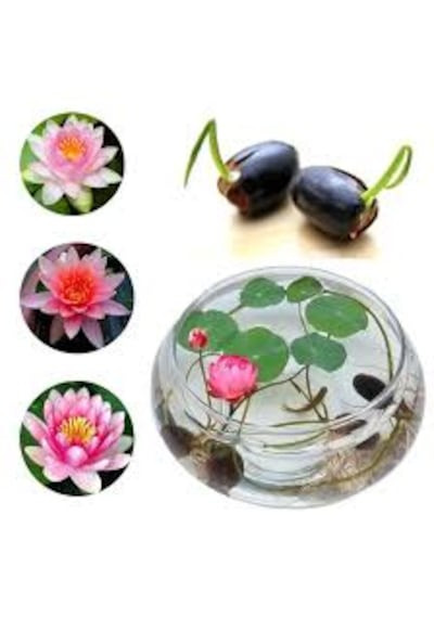 10 Adet Tohum Nadir Bulunan Kutsal Karışık Lotus Su Çiçeği Tohum