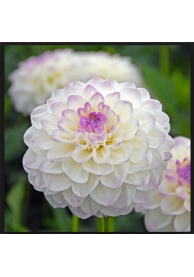 Beyaz Dahlia Çiçeği Tohumu 30+ Tohum N112336