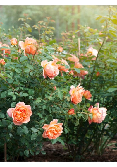 Videolu Gül Fidanı Somon Rengi 40 65 Cm 2 Adet Saksılı Aşılı Gül Salmon-colored Rose