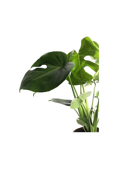 Monstera Deliciosa Deve Tabanı Sağlıklı Form Ev Ofis Salon Bitkisi 45-50 Cm