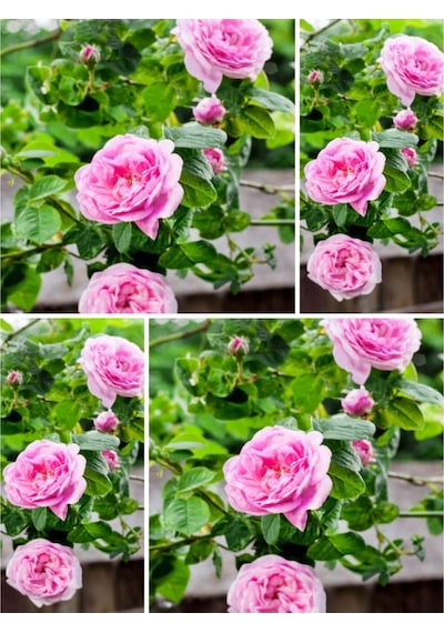 Videolu Yediveren Açık Pembe Kokulu 30 60 Cm 2 Adet Aşılı Gül Pink Rose