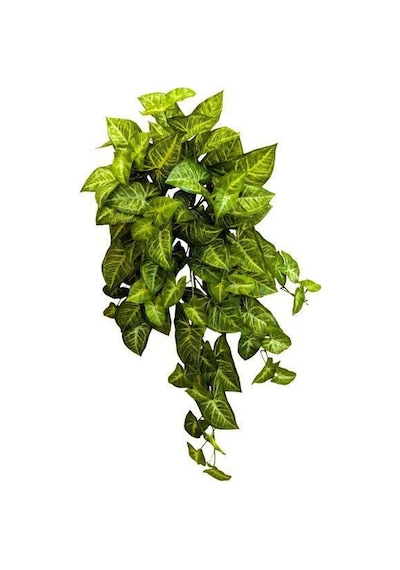 Ok Başı Sarmaşığı - Syngonium Podophyllum