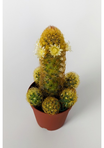 Mammillaria Elongata. Lady Finger. Sarı Dikenli Kaktüs. Bol Yavru