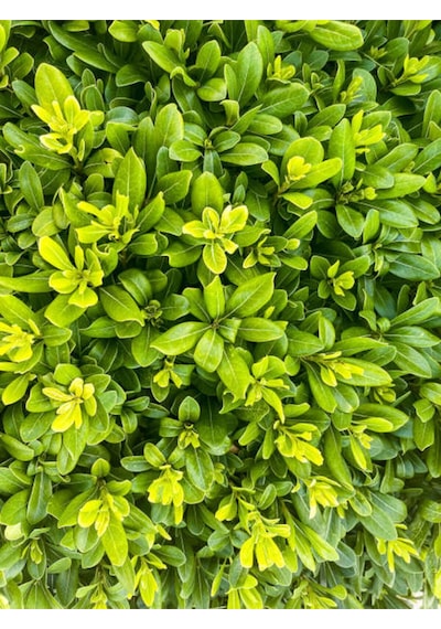 Videolu Pitos Bodur Yıldız Çalısı Fidanı 1 Adet Saksılı/ Tüplü 15-30cm Pittosporum Tobira