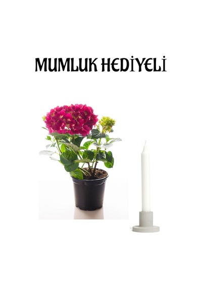 Fuşya Renkli Ortanca Çiçeği Sevgililer Gününe Özel Mumluk Hediyeli