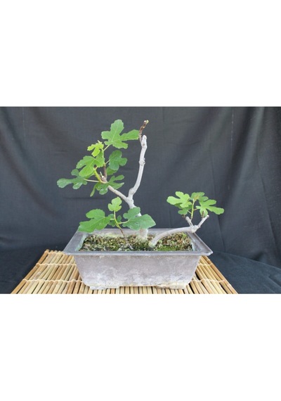 Bonsai Incir Ağacı Tohumu 10 Adet Tohum