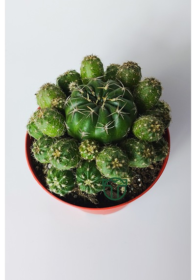 Bol Yavrulu Kaktüs Matucana Polzii Kırmızı Açan Kaktüs 8.5 Cm
