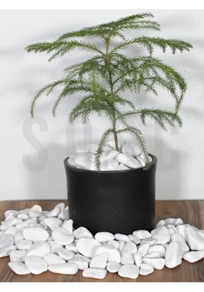 Sosc Natural Beyaz Dolomit Dekoratif Çakıl Taşı, 2-4 Cm, 3 Kg, İç Ve Dış Mekan Peyzaj İçin