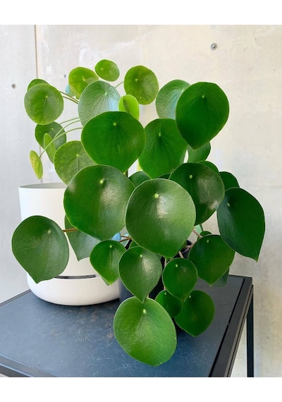 Pilea Peperomioides - Para Bitkisi 20-40 cm