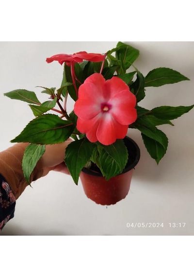 Gine Çiçeği Cam Güzeli Çiçeği Mis Kokulu Cicek 35 - 45 Cm Büyük Boy