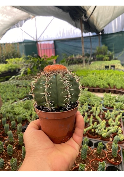 Melocactus Matanzanus Geniş Şapkalı Kafalı Kaktüs Tohumu 20 Tohu