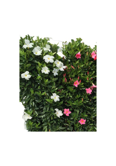 Renkli Mandevilla Sandavilla Sarmaşık Bitkisi 30 60cm Pembe Beyaz Renk Çiçekli