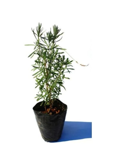 Orkide Moru Lavanta Fidesi Fidanı 10-20 Cm