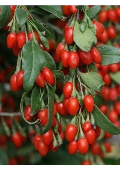 Bitkifidan 2 Yaş Goji Berry Kurt Üzümü