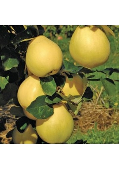 Tüplü Aşılı Limon Ayva  Fidanı